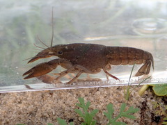 Procambarus kilbyi