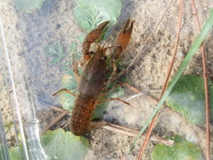 Procambarus (Leconticambarus) image