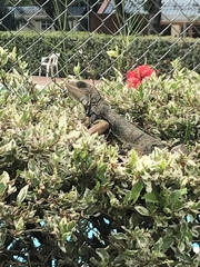 Iguana iguana