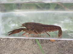 Procambarus kilbyi