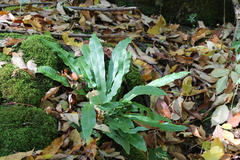 Asplenium scolopendrium americanum
