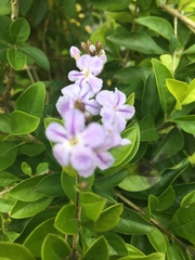 Duranta erecta