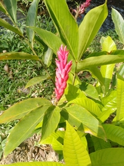 Alpinia purpurata