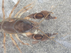 Procambarus rogersi