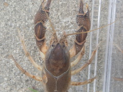 Procambarus rogersi