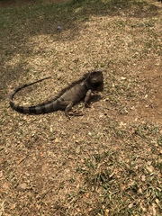 Iguana iguana