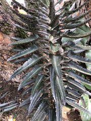 Bryophyllum