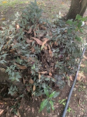 Tradescantia zebrina