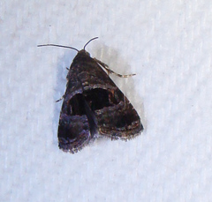 Tripudia rectangula