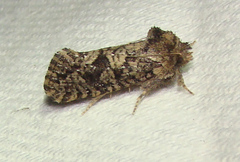 Acrolophus arcanella