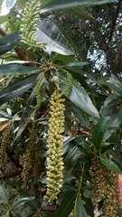 Escallonia pendula