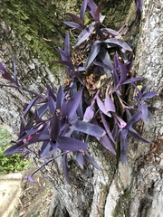 Tradescantia pallida