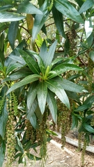 Escallonia pendula