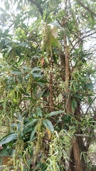 Escallonia pendula