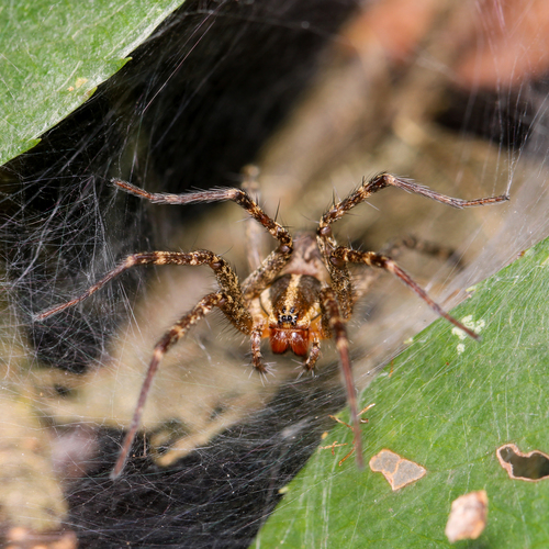 Aranhas do gênero Agelenopsis