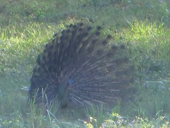 Pavo muticus