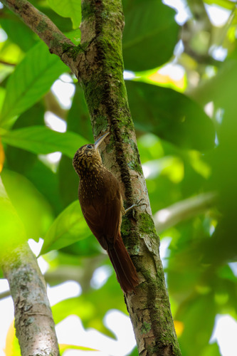 Ceara Woodcreeper (Xiphorhynchus atlanticus), photo 7