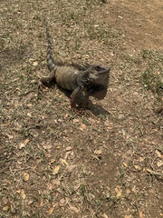 Iguana iguana
