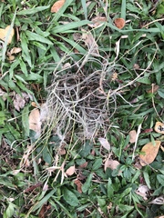 Tillandsia recurvata