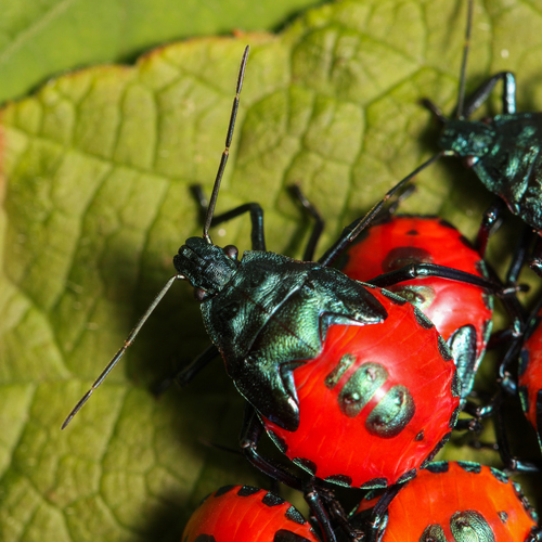 Photo of Florida Predatory Stink Bug (Euthyrhynchus floridanus)
