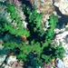 Tubastraea micranthus - Photo (c) desertnaturalist,  זכויות יוצרים חלקיות (CC BY), הועלה על ידי desertnaturalist