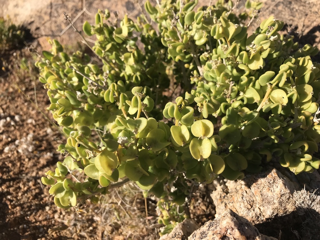 Tetragonia reduplicata from ǁKaras, NA on September 27, 2023 at 0818