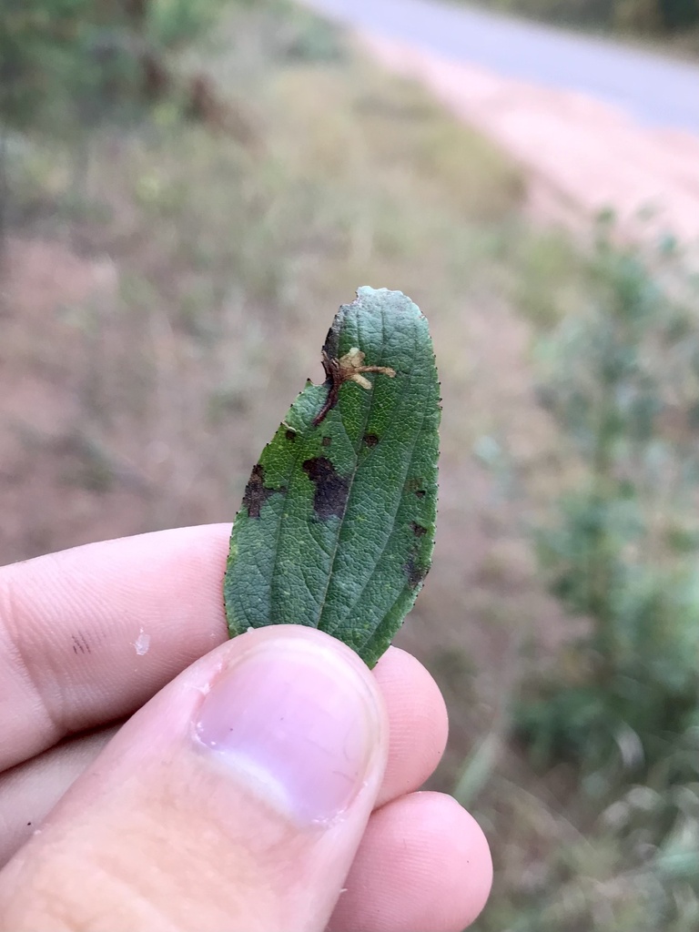 Recurvaria consimilis