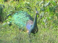 Pavo muticus