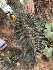 Kalanchoe × houghtonii