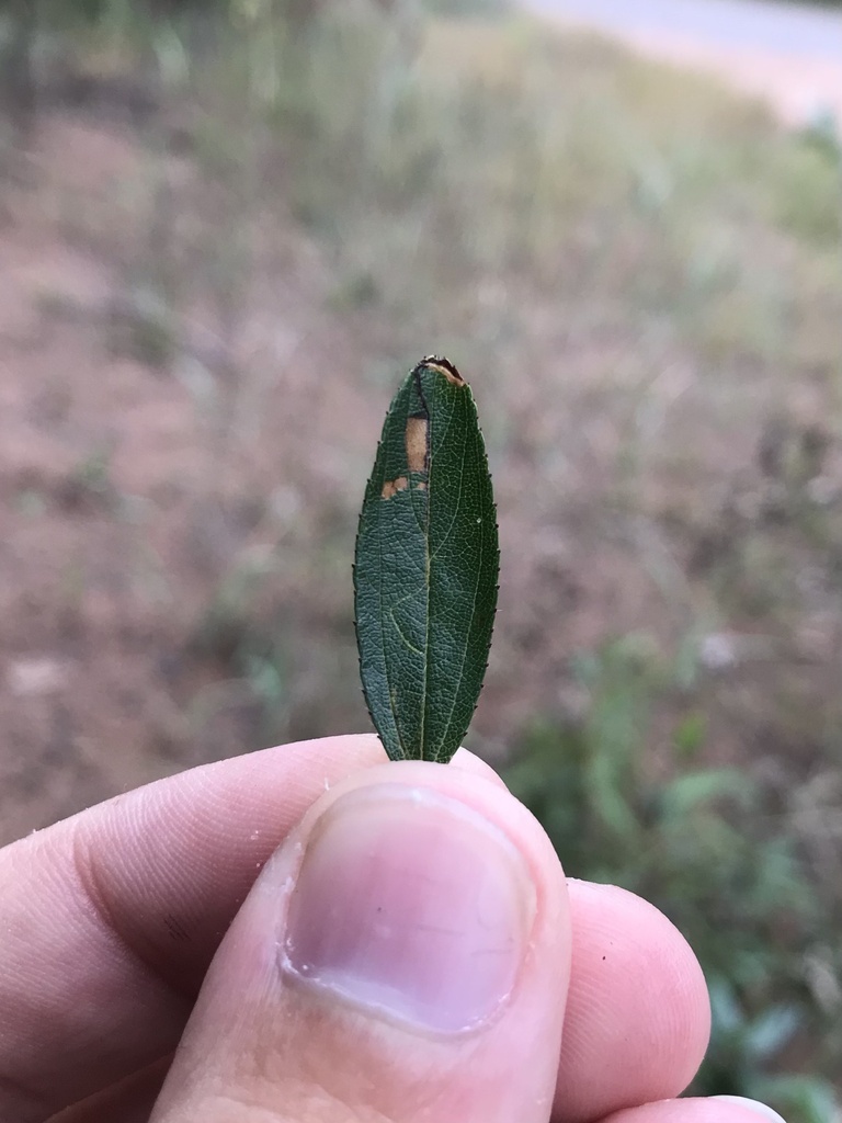 Bucculatrix anaticula
