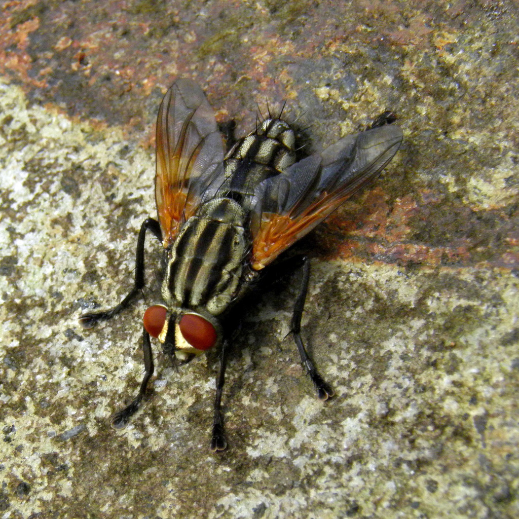 Sarcophaga sumbaensis