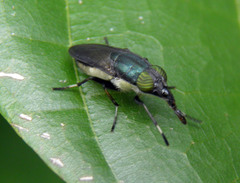 Idiella