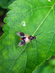 Athericidae