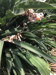 Alpinia zerumbet