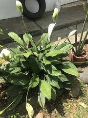 Spathiphyllum wallisii