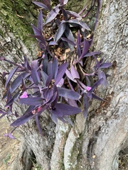 Tradescantia pallida