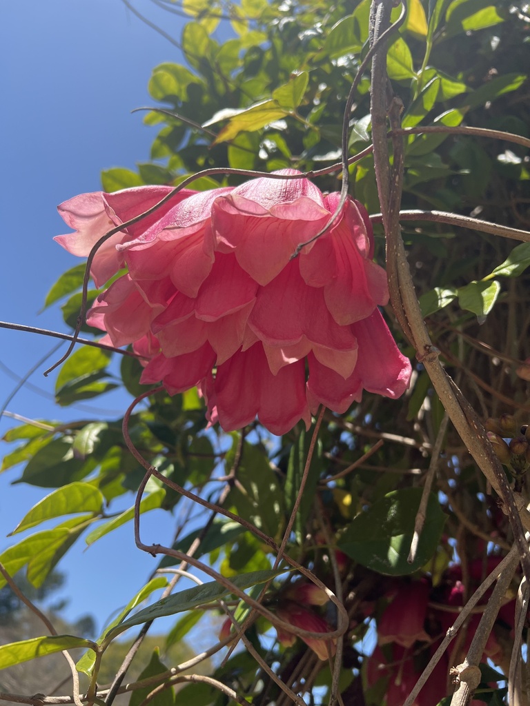 from City Botanic Gardens, Brisbane, QLD, AU on October 1