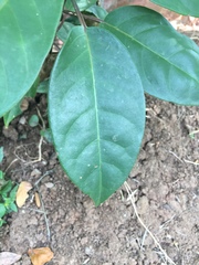 Averrhoa carambola