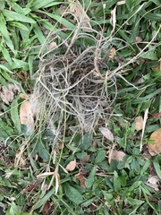 Tillandsia recurvata