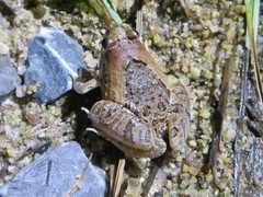 Microhyla pulchra