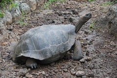 Chelonoidis niger chathamensis