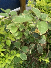 Ehretia anacua