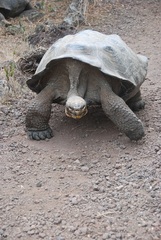 Chelonoidis niger chathamensis