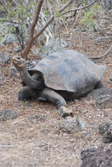 Chelonoidis niger chathamensis