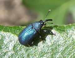 Magdalis gentilis