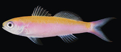 Whitley's Splitfin photo 2
