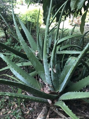 Aloe vera