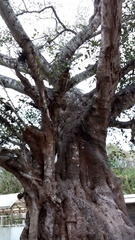 Ficus cotinifolia