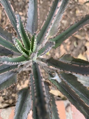 Kalanchoe × houghtonii