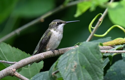 Ruby-throated Hummingbird photographed in Missouri